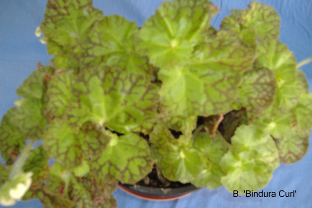 B. ‘Bindura Curl’